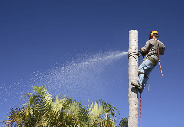 How Our Tree Care Process Works  in  Buzzards Bay, MA